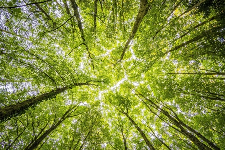 View of green trees from the ground looking up